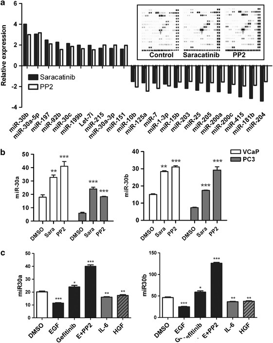 miR-30 as a tumor suppressor connects EGF/Src signal to ERG and EMT |  Oncogene