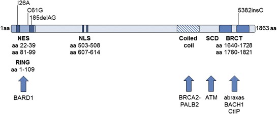 Opportunities and hurdles in the treatment of BRCA1-related breast cancer |  Oncogene