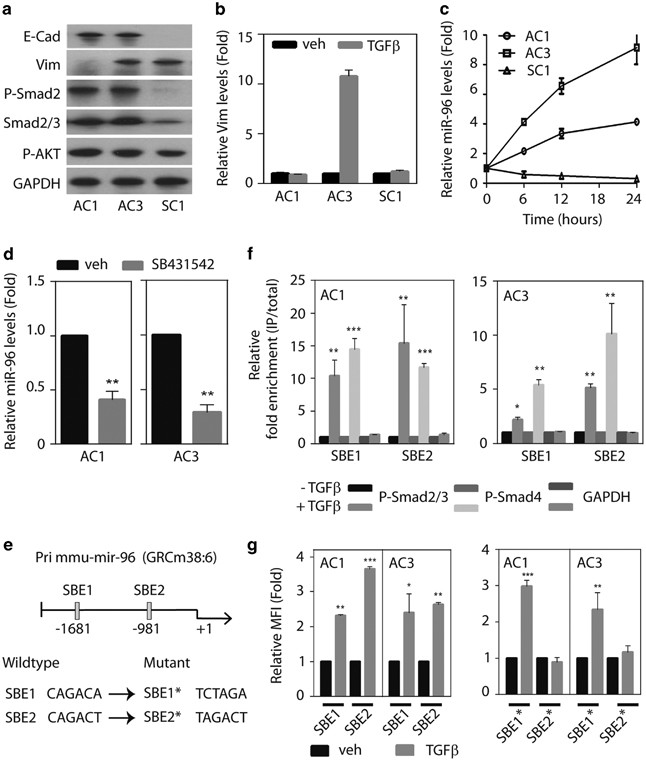 Transforming Growth Factor B Promotes Prostate Bone Metastasis Through Induction Of Microrna 96 And Activation Of The Mtor Pathway Oncogene Transforming Growth Factor B Promotes Prostate Bone Metastasis Through Induction Of Microrna 96 And Activation Of The Mtor Pathway Oncogene