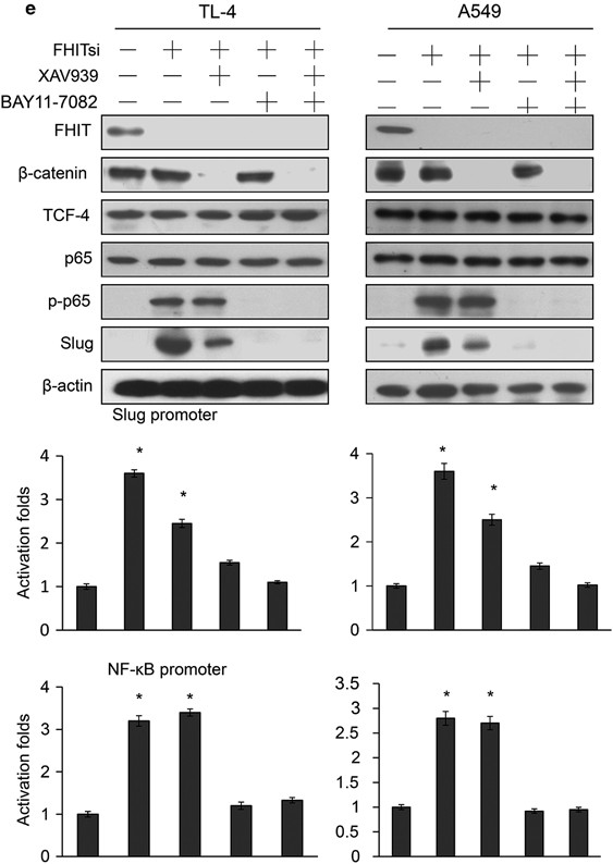 Erratum: FHIT loss confers cisplatin resistance in lung cancer via the  AKT/NF-κB/Slug-mediated PUMA reduction | Oncogene