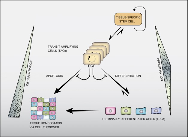 The Egfr Her2 Module A Stem Cell Approach To Understanding A Prime Target And Driver Of Solid Tumors Oncogene The Egfr Her2 Module A Stem Cell Approach To Understanding A Prime Target And Driver Of Solid Tumors Oncogene