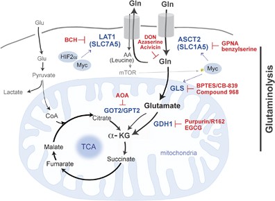 glutaminolysis glutathione Glutaminolysis as a target for cancer therapy
