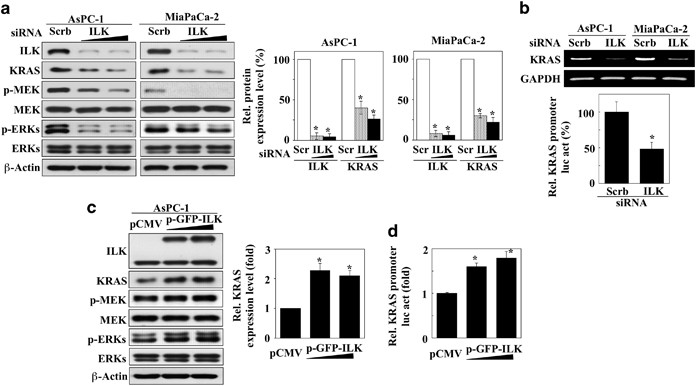 Regulation of oncogenic KRAS signaling via a novel KRAS-integrin-linked  kinase-hnRNPA1 regulatory loop in human pancreatic cancer cells