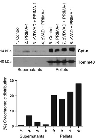 Erratum: PRIMA-1Met induces mitochondrial apoptosis through activation of  caspase-2 | Oncogene