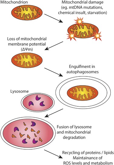 Parkin and mitophagy in cancer