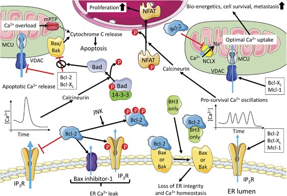 Bcl-2 proteins and calcium signaling: complexity beneath the surface |  Oncogene
