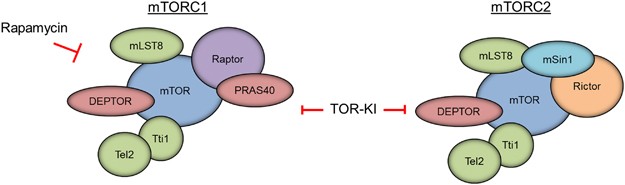 mTORC1 and mTORC2 in cancer and the tumor microenvironment