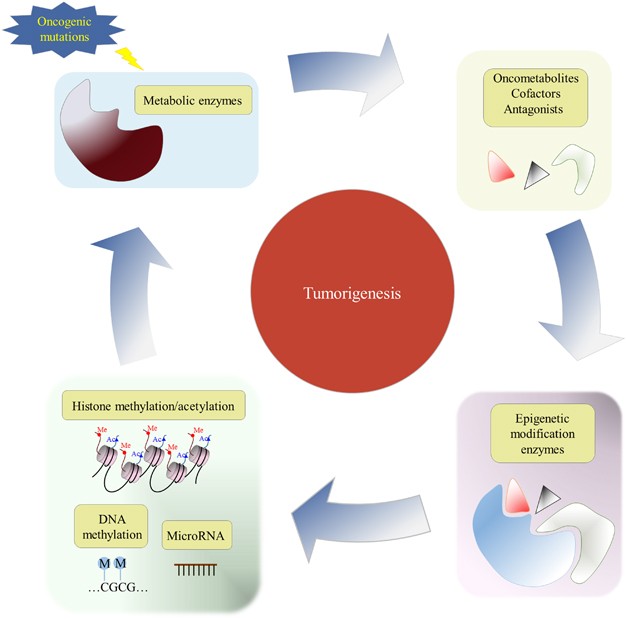 glutathione epigenetic drug resistance A prismatic view of the epigenetic-metabolic regulatory axis in breast cancer therapy Frontiers Full article: Epigenetics and Herbs: