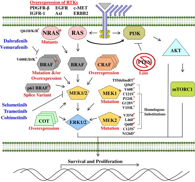 Activated MEK cooperates with Cdkn2a and Pten loss to promote the  development and maintenance of melanoma | Oncogene