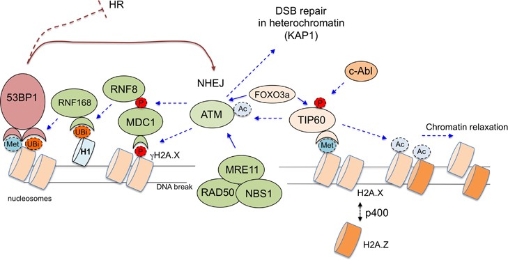 New Factors In Mammalian Dna Repair The Chromatin Connection Oncogene New Factors In Mammalian Dna Repair The Chromatin Connection Oncogene
