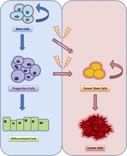MicroRNAs in colorectal cancer stem cells: new regulators of cancer  stemness? | Oncogenesis