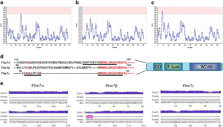 Structural investigation of nucleophosmin interaction with the tumor  suppressor Fbw7γ | Oncogenesis