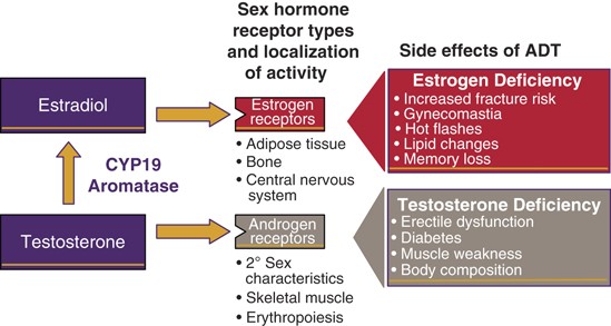 estrogen effect on prostate)