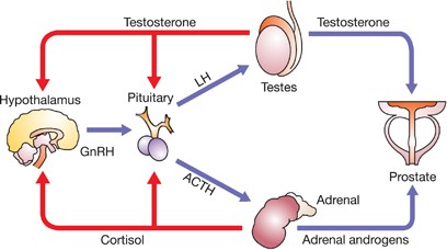 testosterone effect on prostate