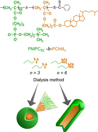 Reorientation of Crystalline Block Copolymer Membranes by Phospholipid  Hybridization