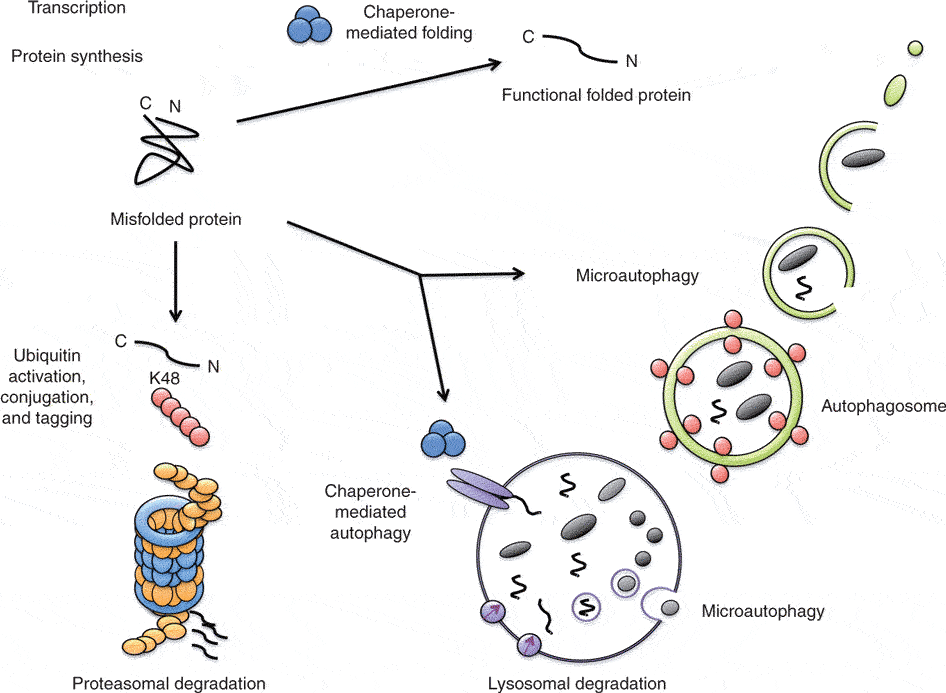 The pathogenesis of Niemann–Pick type C disease: a role for autophagy?, Expert Reviews in Molecular Medicine