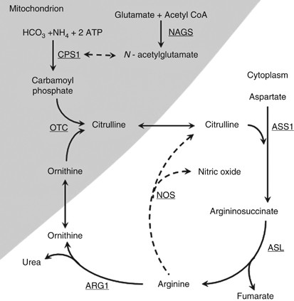 Polymorphisms in urea cycle enzyme genes are associated with persistent  pulmonary hypertension of the newborn | Pediatric Research