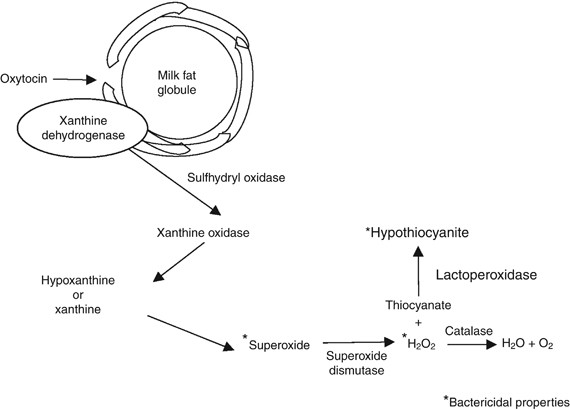 Human Milk H2o2 Content Does It Benefit Preterm Infants Pediatric Research