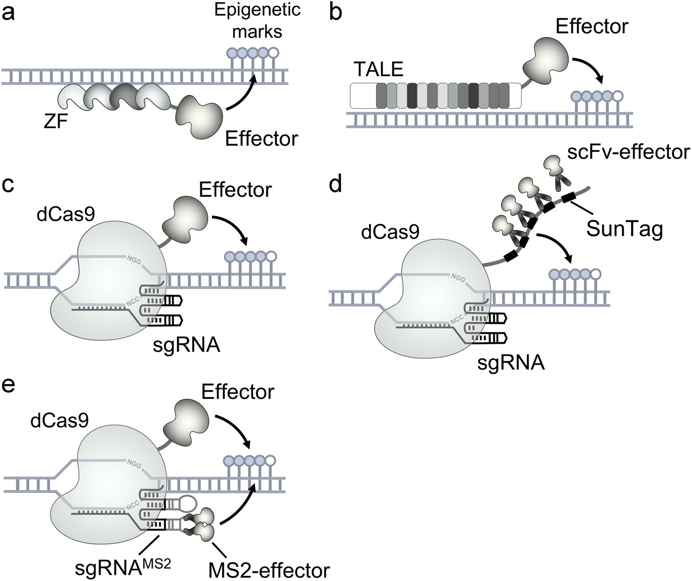 Editorial Sharing Epigenomes Globally >> Cancer Induction And Suppression With Transcriptional Control And Editorial Sharing Epigenomes Globally >> Cancer Induction And Suppression With Transcriptional Control And