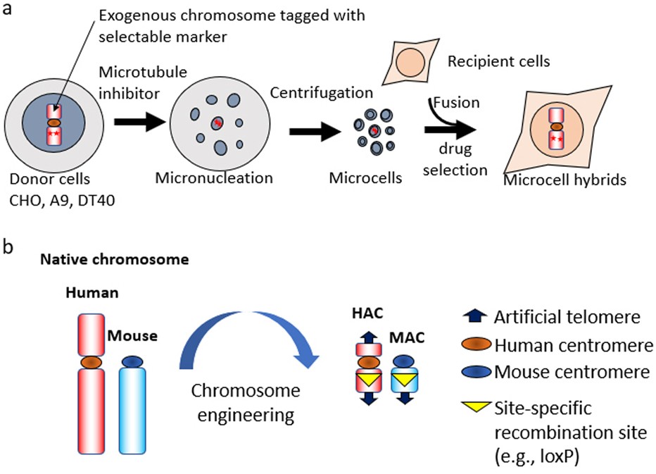 Combinations of chromosome transfer and genome editing for the development of cell/animal models of human disease and humanized animal models | Journal of Human Genetics Combinations of chromosome transfer and genome editing for the development of cell/animal models of human disease and humanized animal models | Journal of Human Genetics