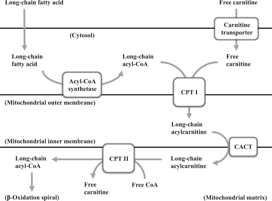 Carnitine palmitoyltransferase II deficiency with a focus on newborn  screening | Journal of Human Genetics