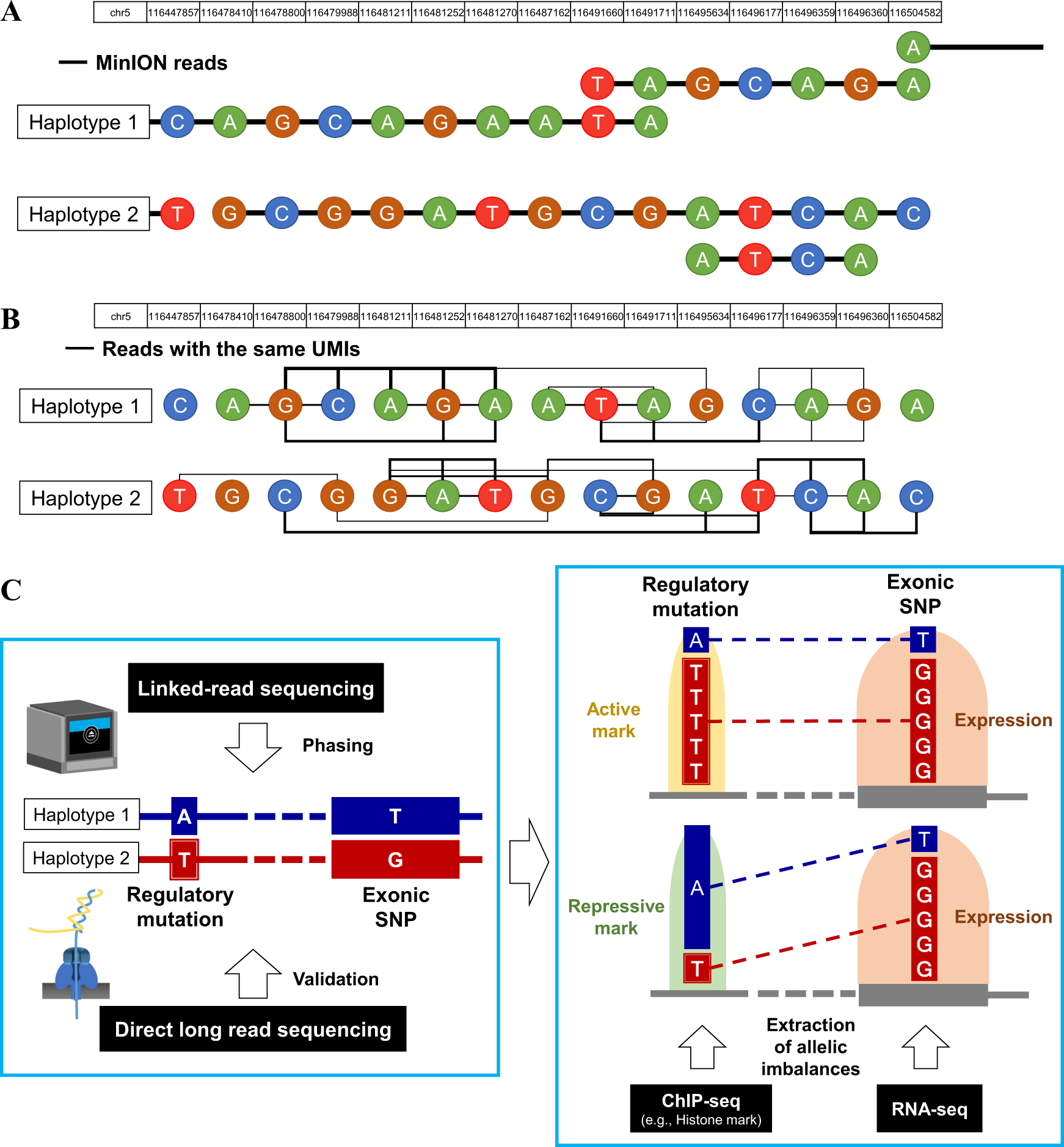 A new era of long-read sequencing for cancer genomics | Journal of Human  Genetics