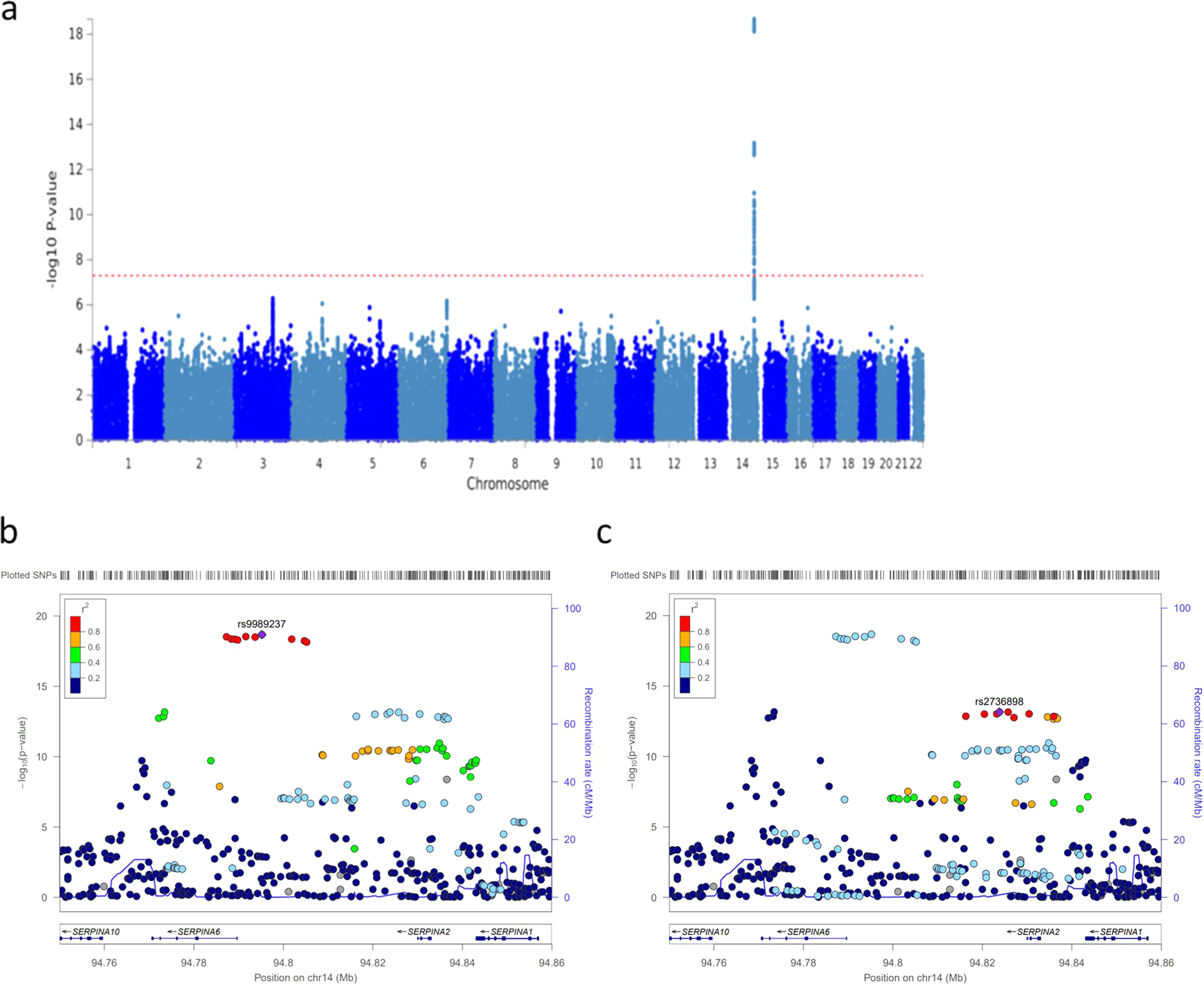 Variation in the SERPINA6/SERPINA1 locus alters morning plasma cortisol, hepatic corticosteroid binding globulin expression, gene expression in peripheral tissues, risk of cardiovascular disease | Journal of Human Genetics