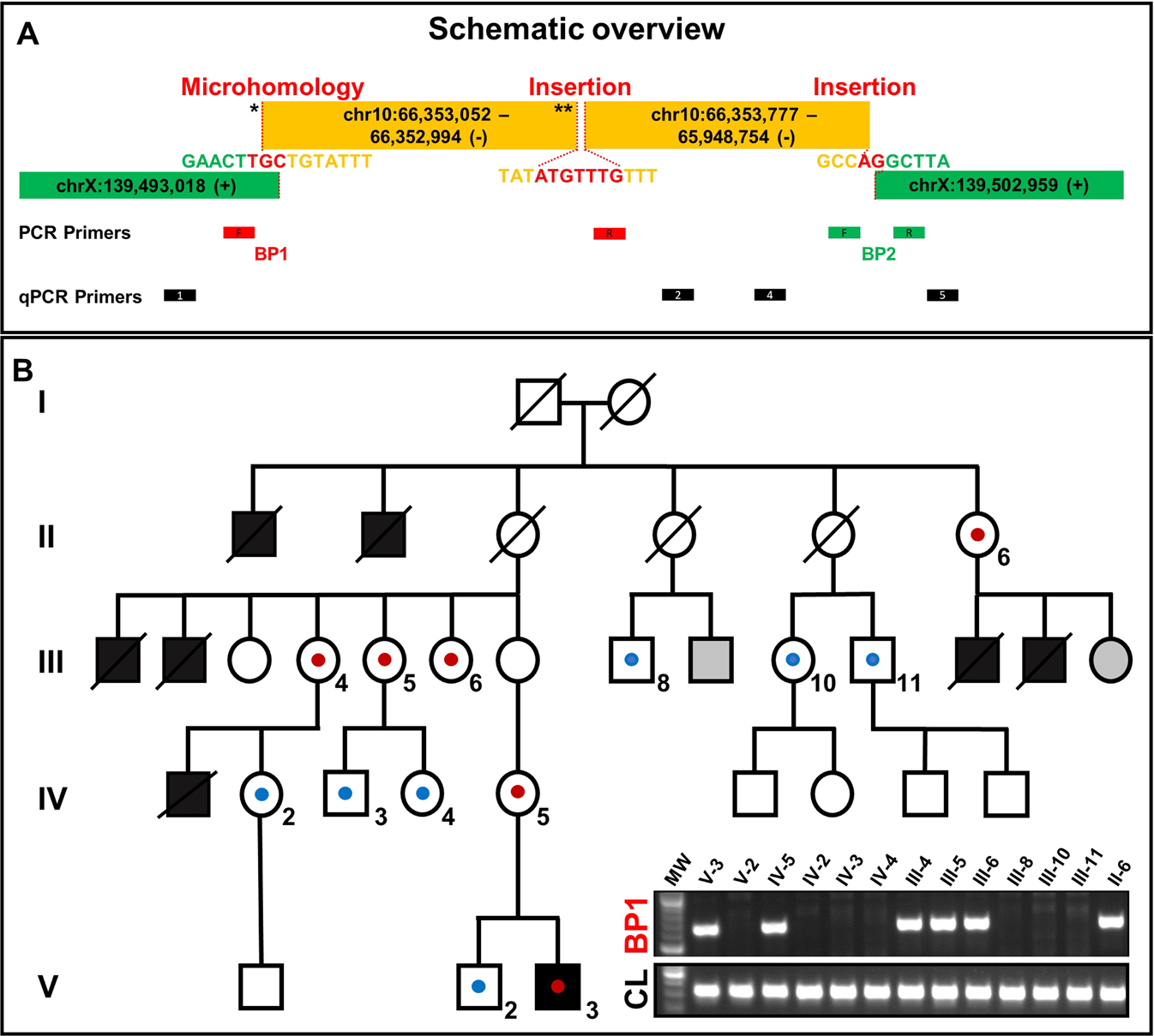 Fig. 2: Schemativ overview of the complex chromosomal rearrangement and Segregation analysis.