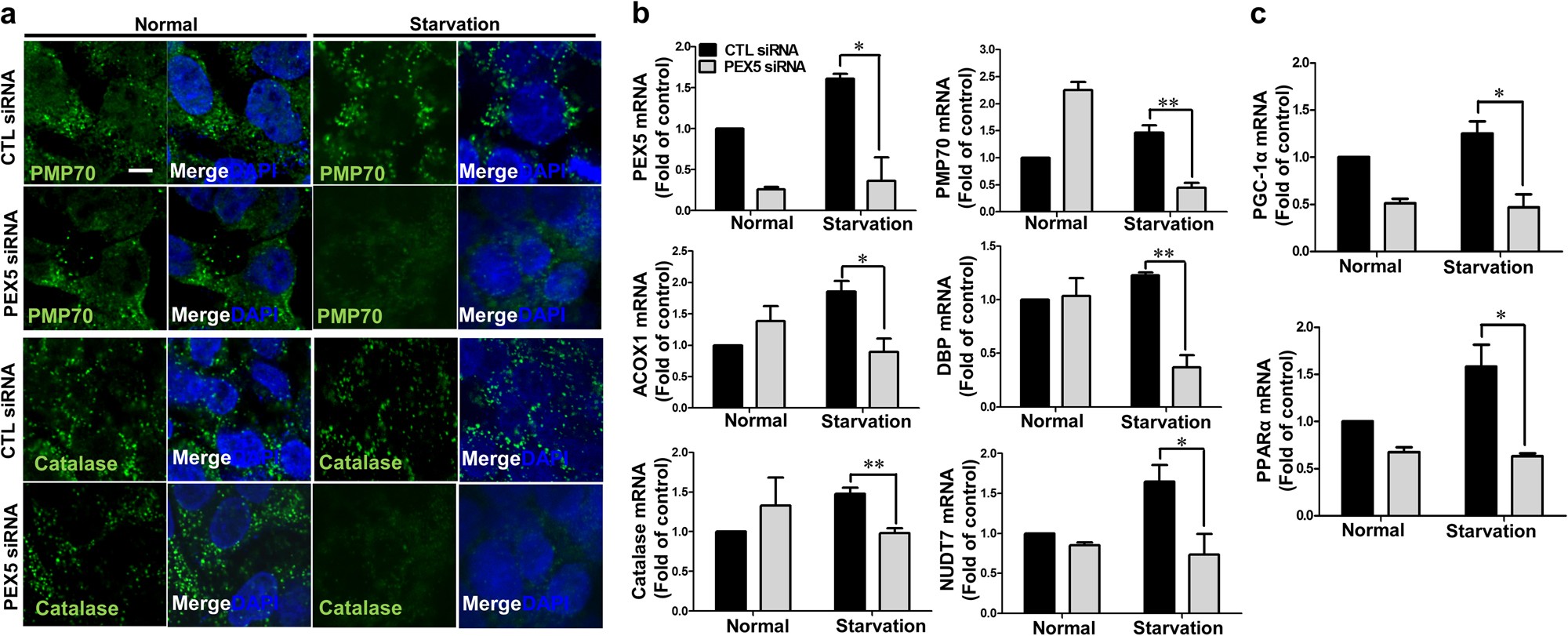 Fig. 2: PEX5 regulates the expression of peroxisomal genes during starvation.