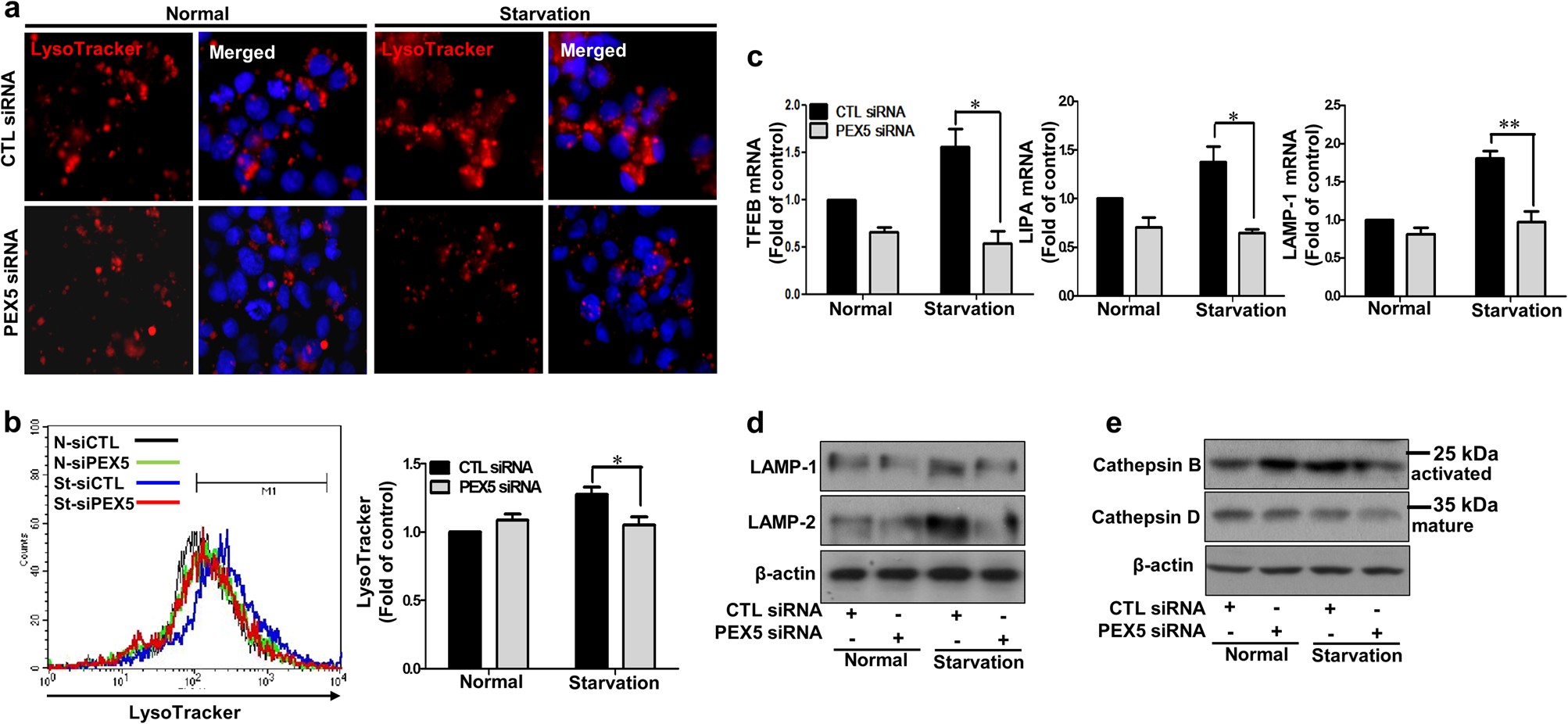 Fig. 4: Knockdown of PEX5 inhibits lysosomal activity in serum-starved cells.