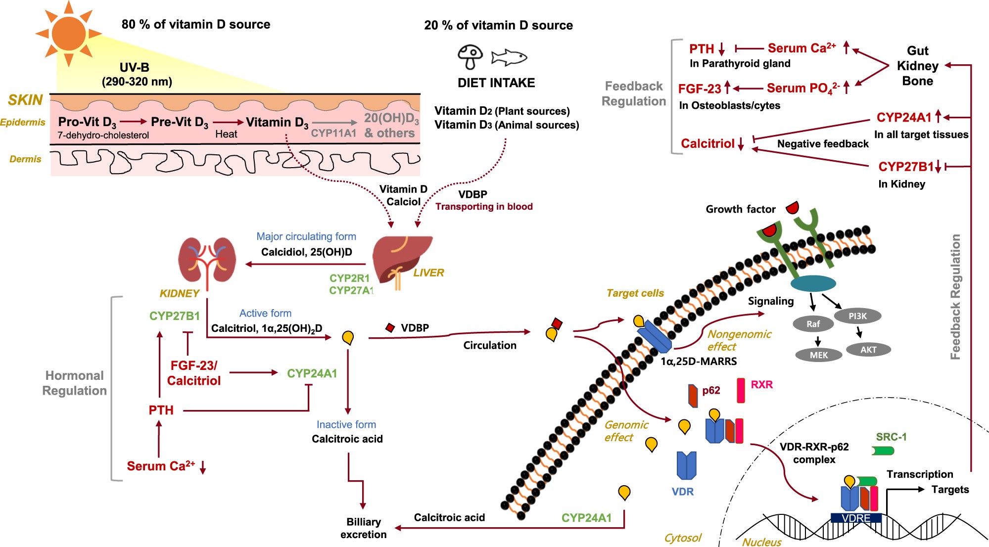 rietje praktijk Kruipen Exploring vitamin D metabolism and function in cancer | Experimental &  Molecular Medicine