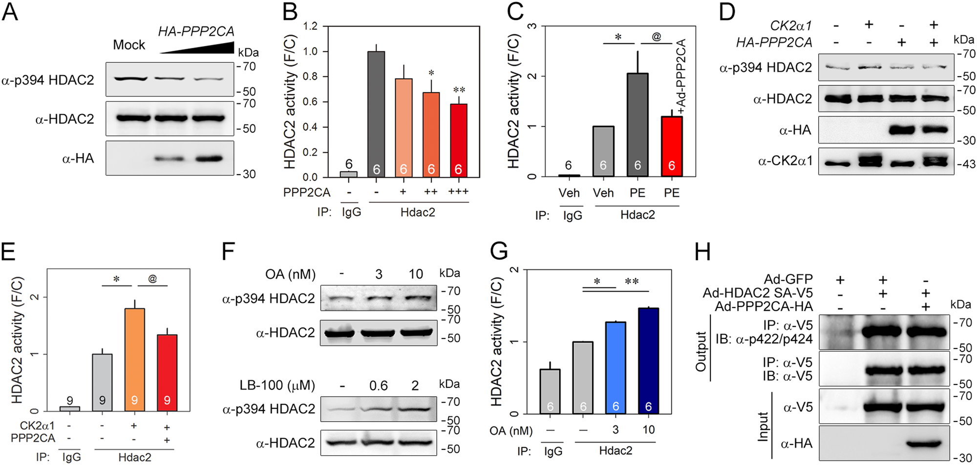 Fig. 2: PPP2CA specifically regulates both HDAC2 phosphorylation and subsequent activation.