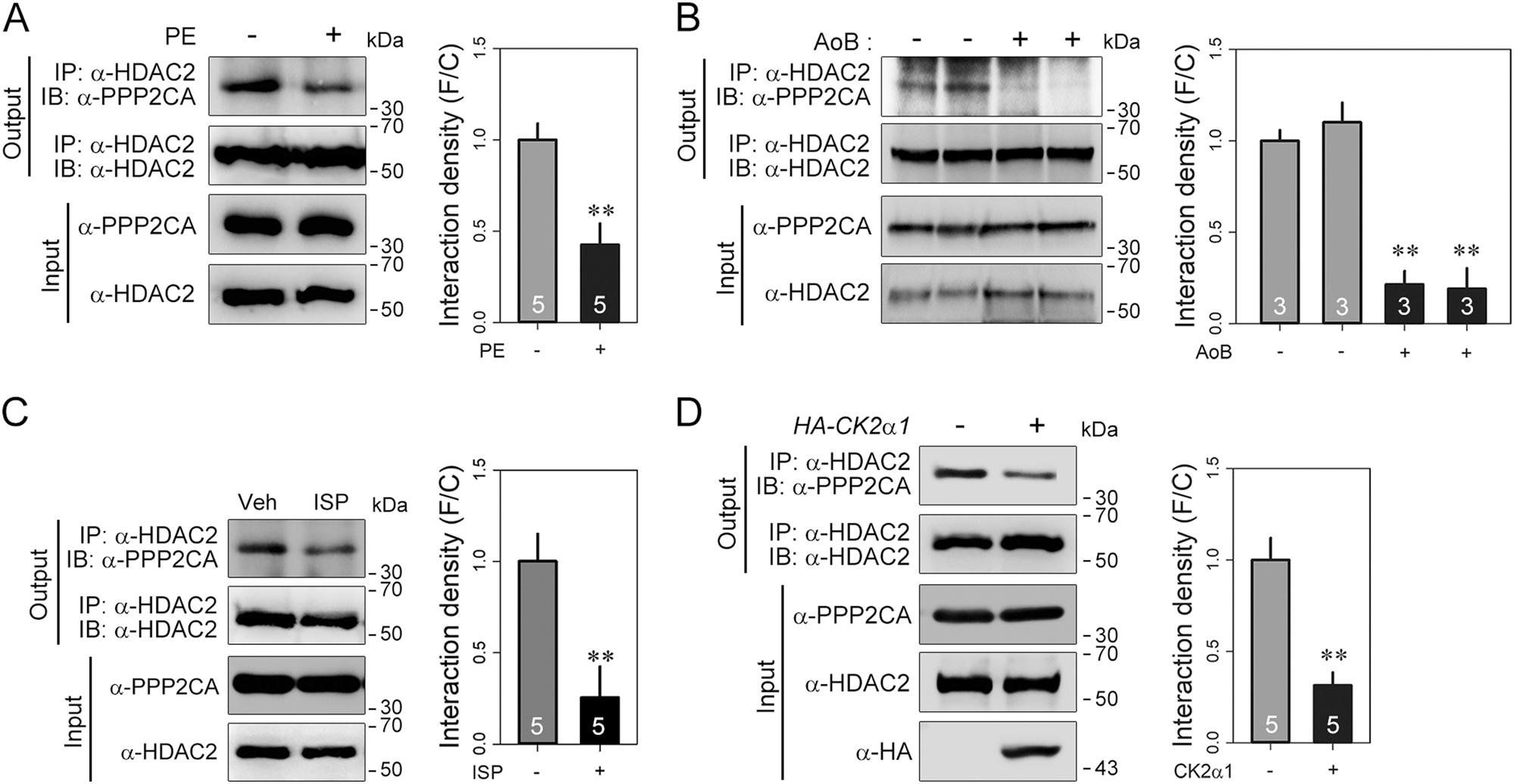 Fig. 3: PPP2CA dissociates from HDAC2 in response to hypertrophic stimuli.