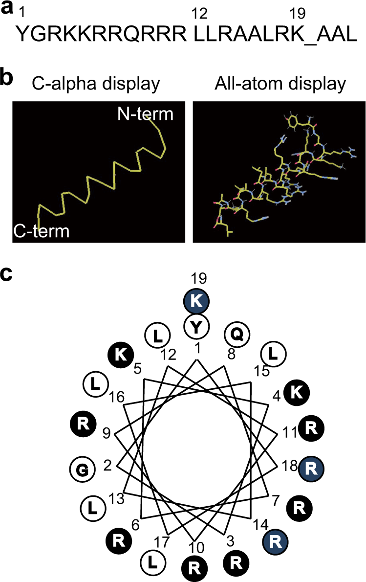 Cell-penetrating artificial mitochondria-targeting peptide-conjugated  metallothionein 1A alleviates mitochondrial damage in Parkinson's disease  models | Experimental & Molecular Medicine