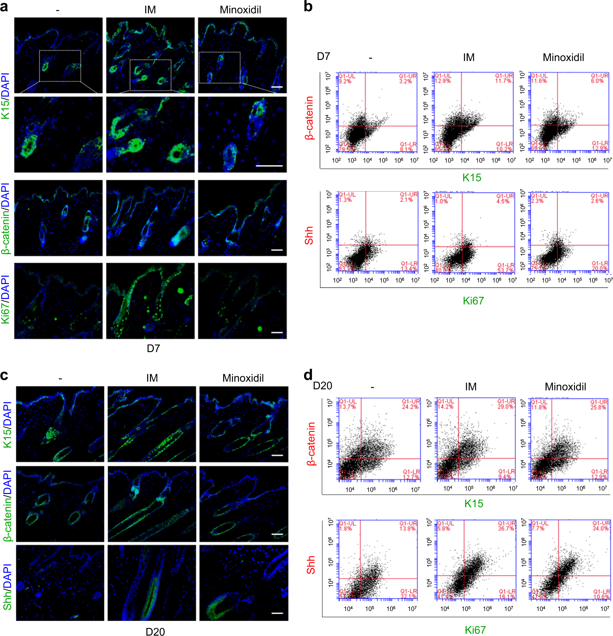 Fig. 5: IM promotes the expression of hair follicle cycling-related markers.