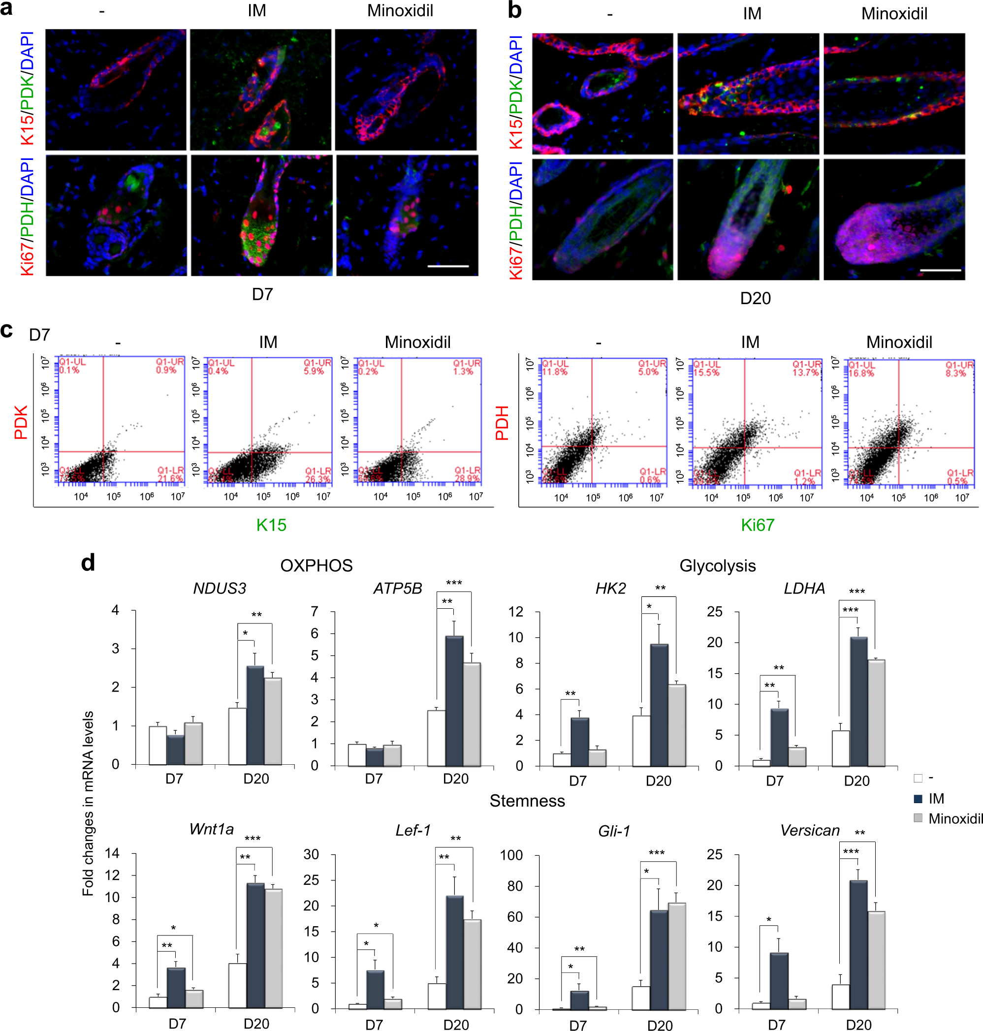 Fig. 6: IM stimulates the expression of stem cell metabolism-related and hair follicle regeneration-related genes during the early phases of hair regrowth.