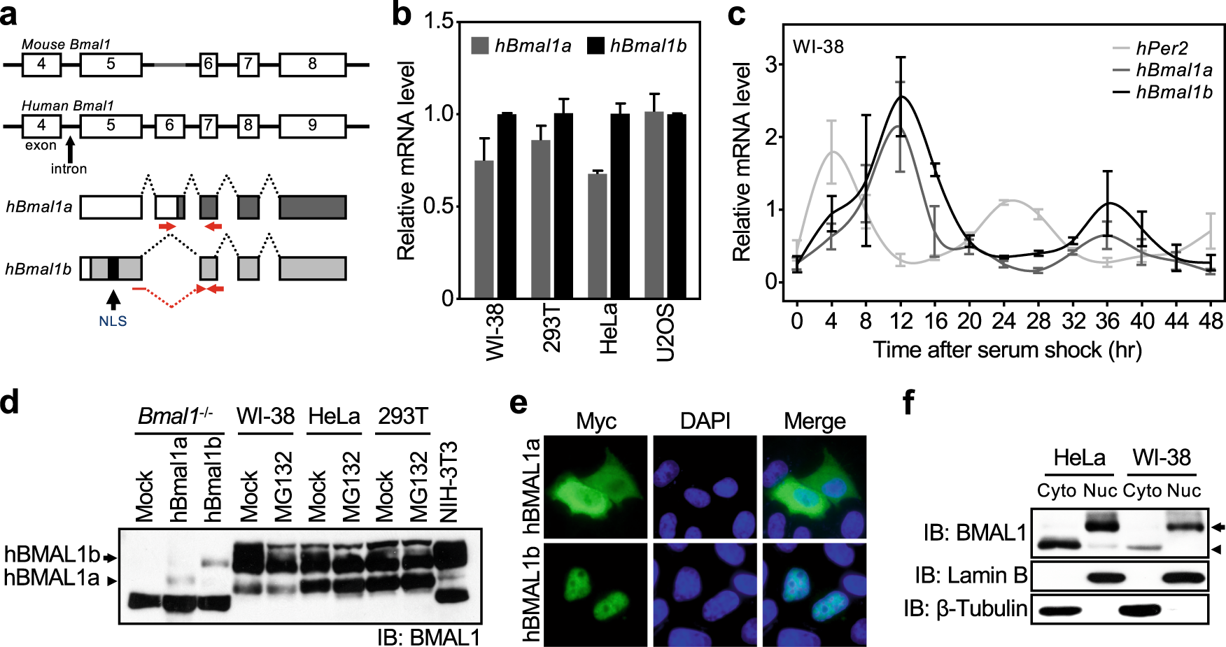 Serum Download Splice