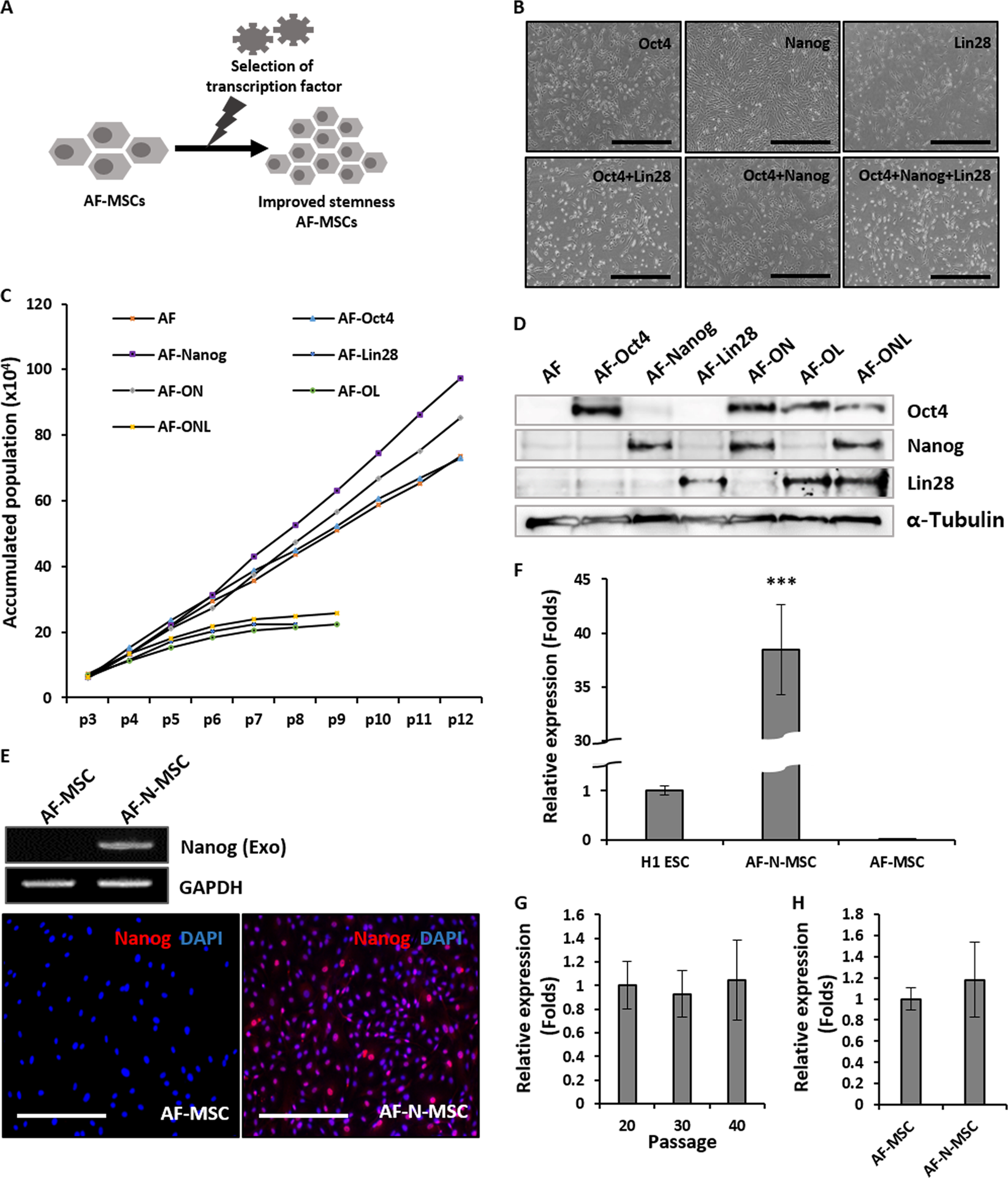 Fig. 1: Forced expression of pluripotency-related transcription factors in amniotic fluid–derived mesenchymal stem cells (AF-MSCs).