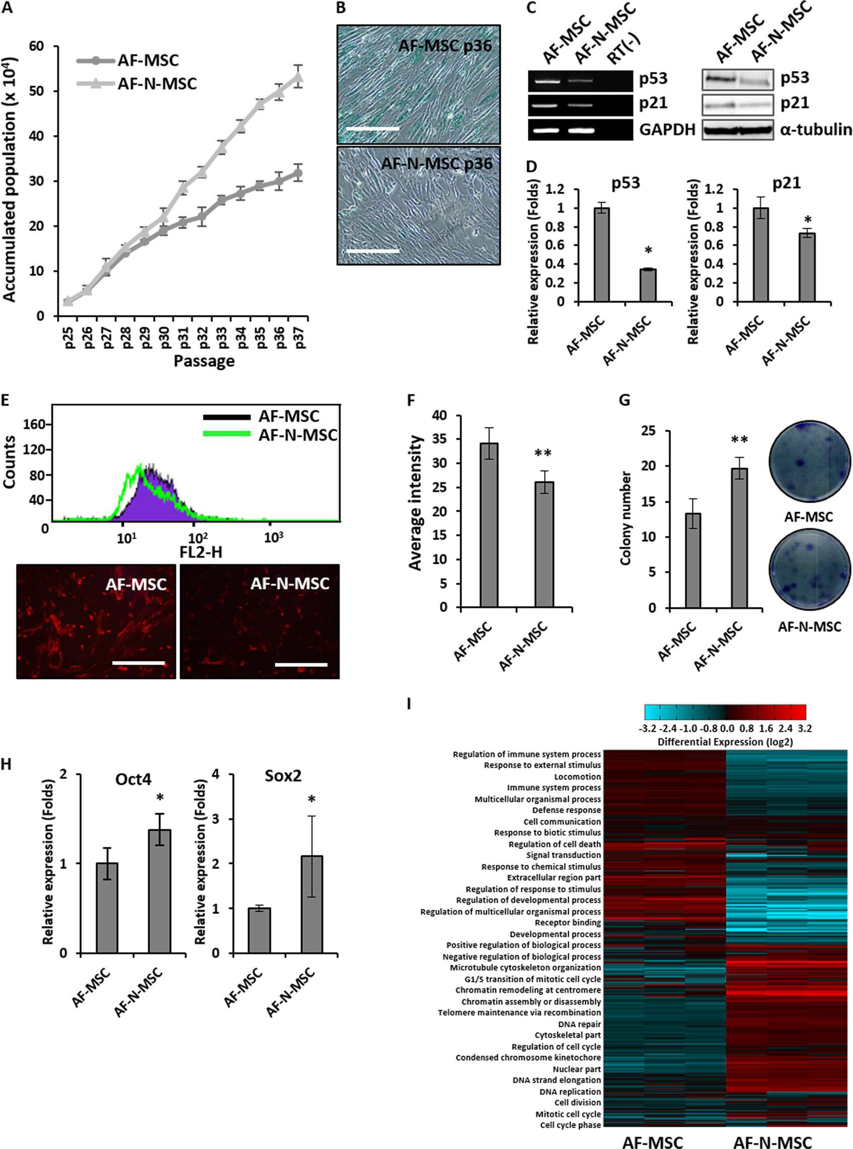 Fig. 2: Promotion of amniotic fluid–derived mesenchymal stem cell (AF-MSC) stemness by Nanog overexpression.