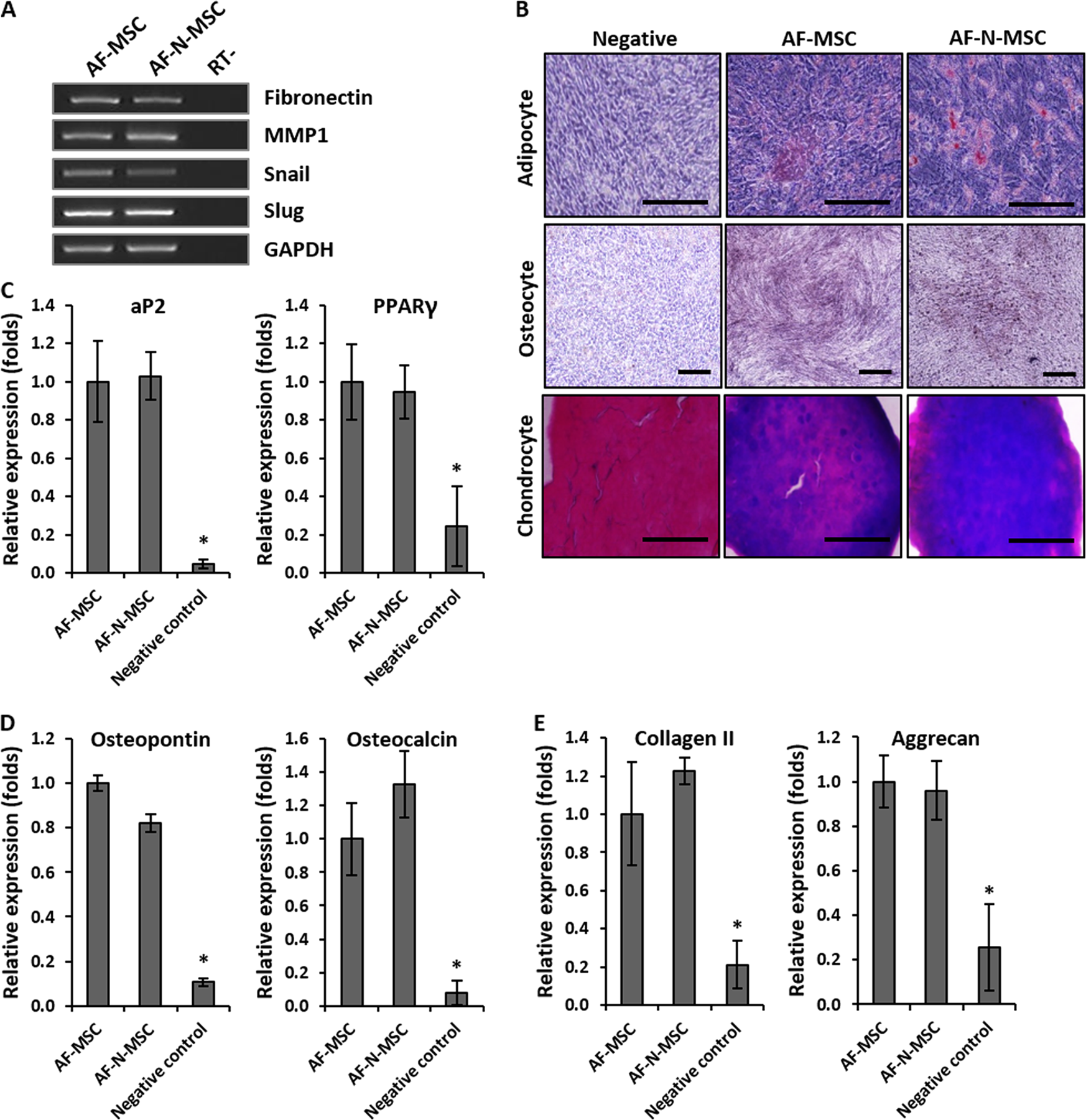 Fig. 3: Retention of the mesenchymal stem cell (MSC) phenotype of amniotic fluid–derived MSCs (AF-MSCs).