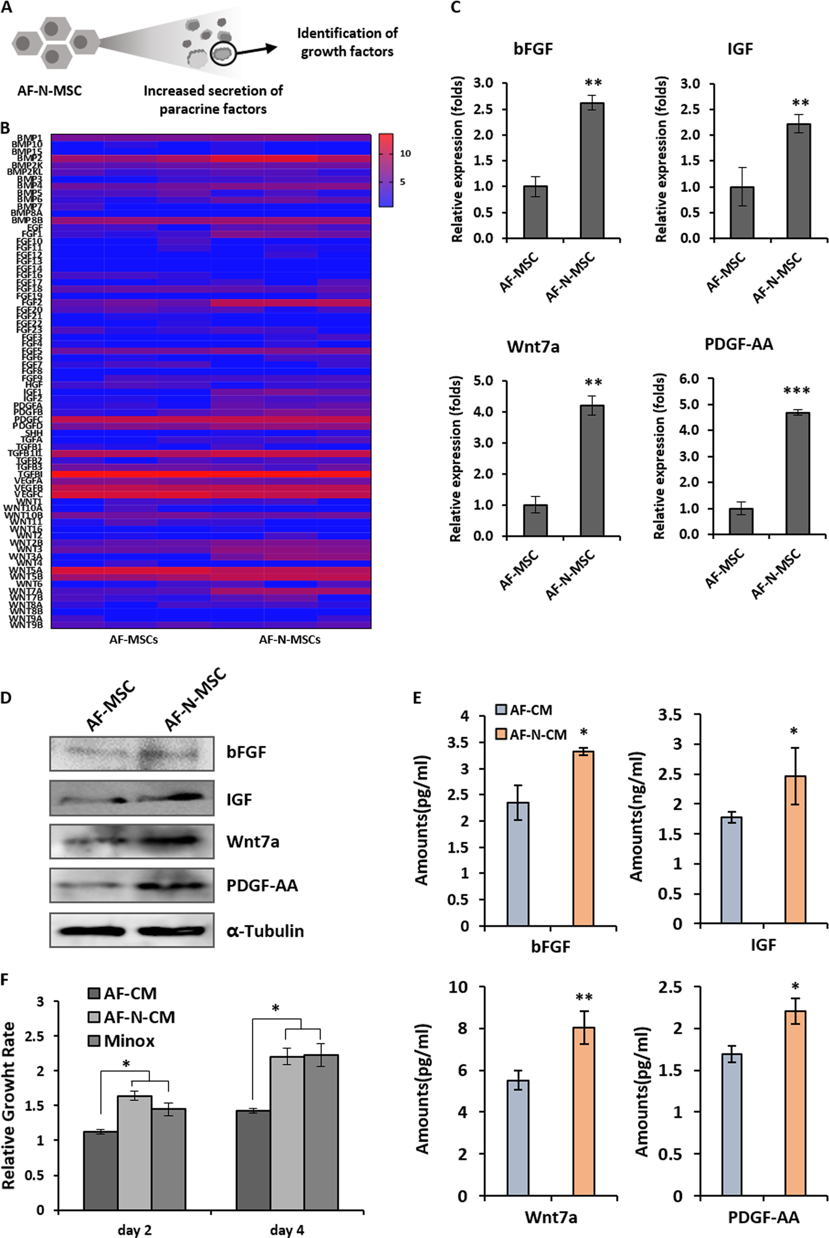 Fig. 4: Increased expression of paracrine factors related to hair regeneration and growth in amniotic fluid–derived mesenchymal stem cells overexpressing Nanog (AF-N-MSCs).