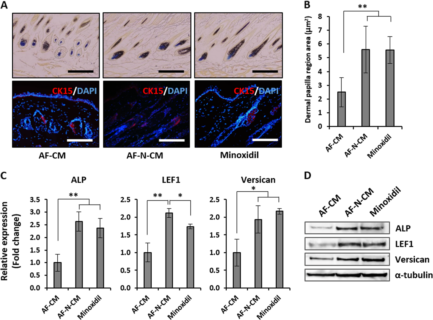 Fig. 6: Histological analysis of amniotic fluid–derived mesenchymal stem cell overexpressing Nanog (AF-N-MSC)–derived conditioned media (AF-N-CM)-treated dorsal skin.