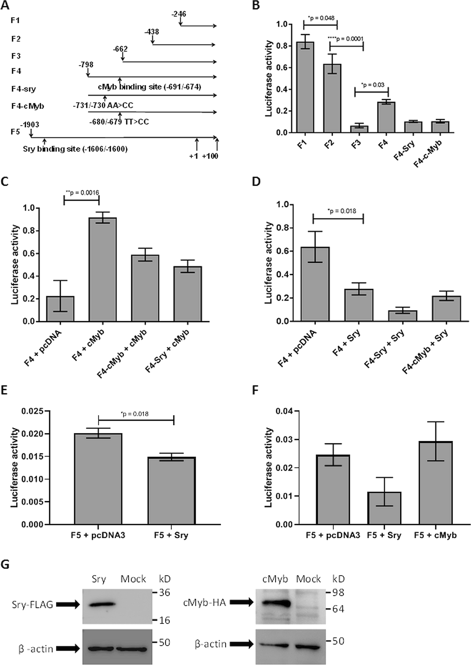 Sex-determining region Y (SRY) attributes to gender differences in RANKL  expression and incidence of osteoporosis | Experimental & Molecular Medicine