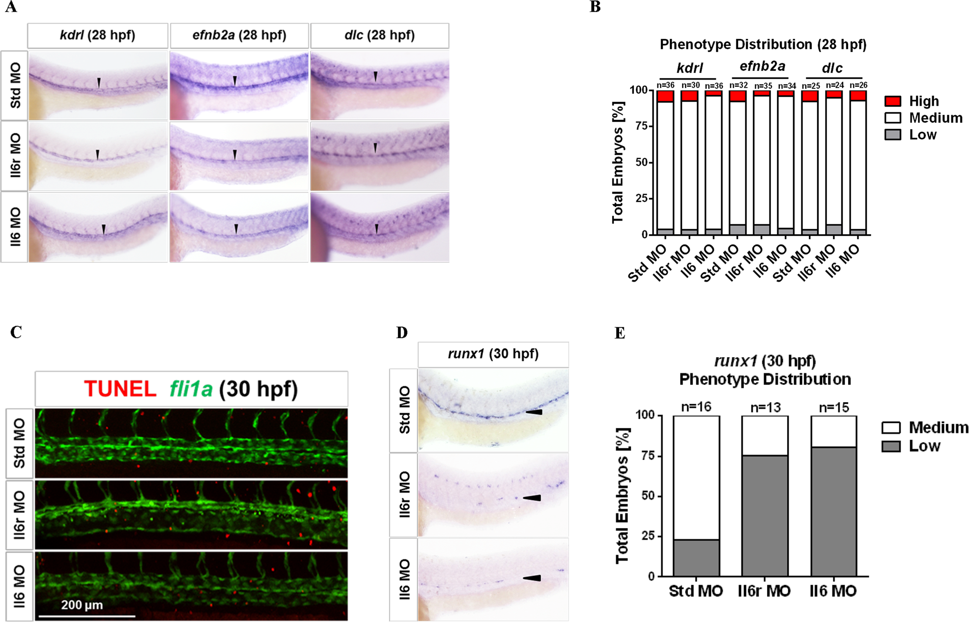 Fig. 3: Signaling through Il6r regulates HSC development under the normal vasculogenesis.
