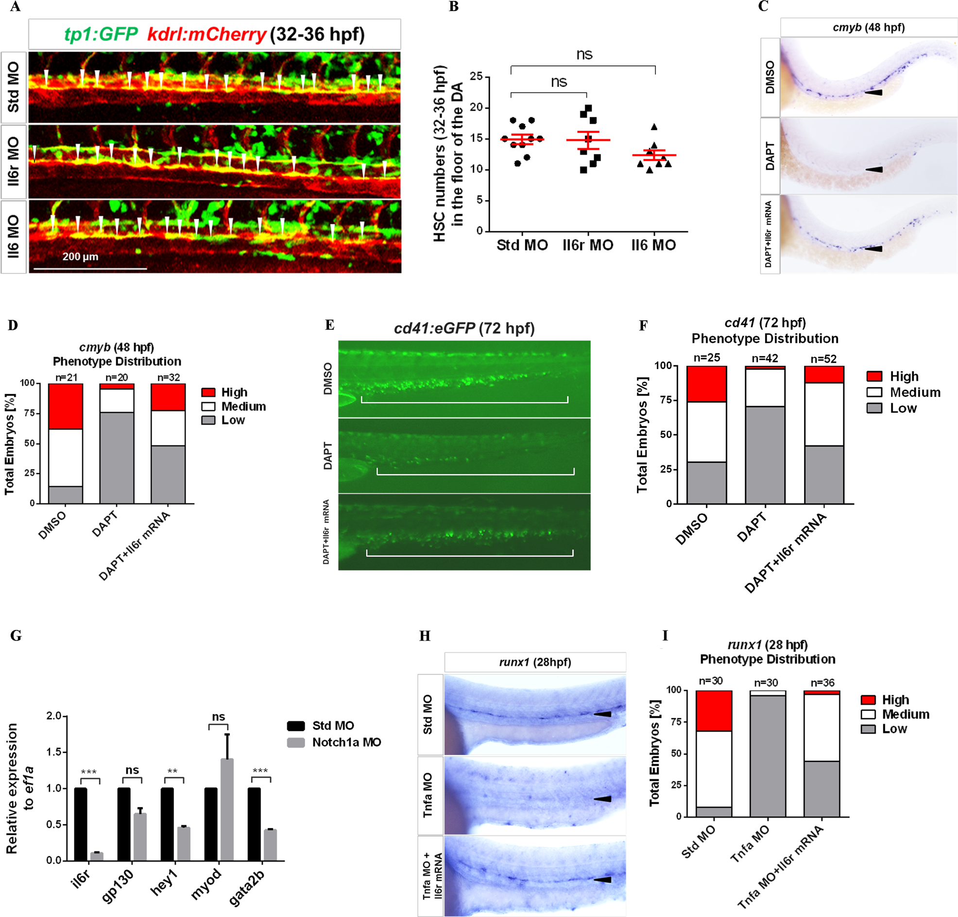 Fig. 4: Il6r acts downstream of Notch signaling in HSC development.
