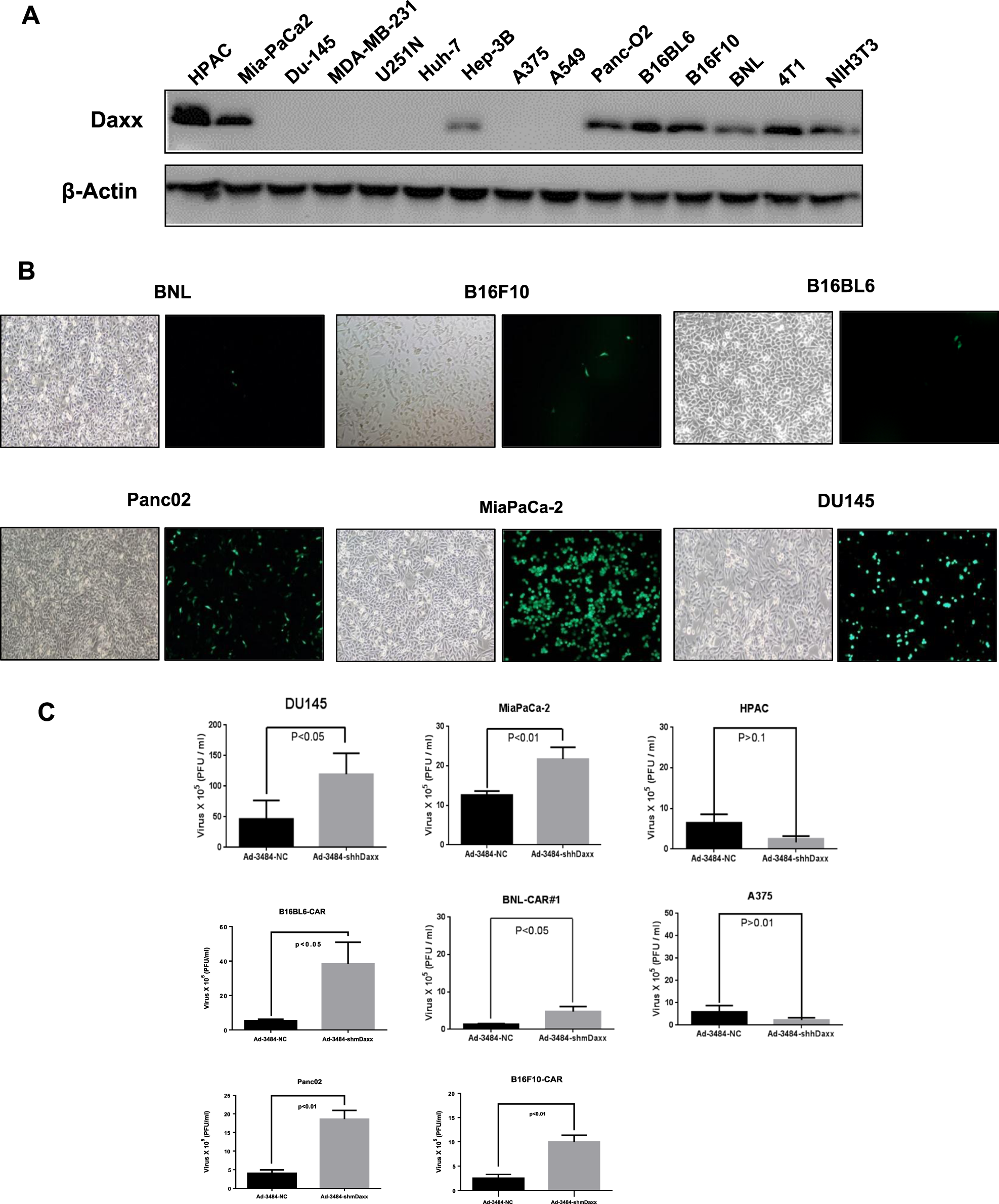 Fig. 1: Enhanced adenoviral replication by silencing Daxx in mice.