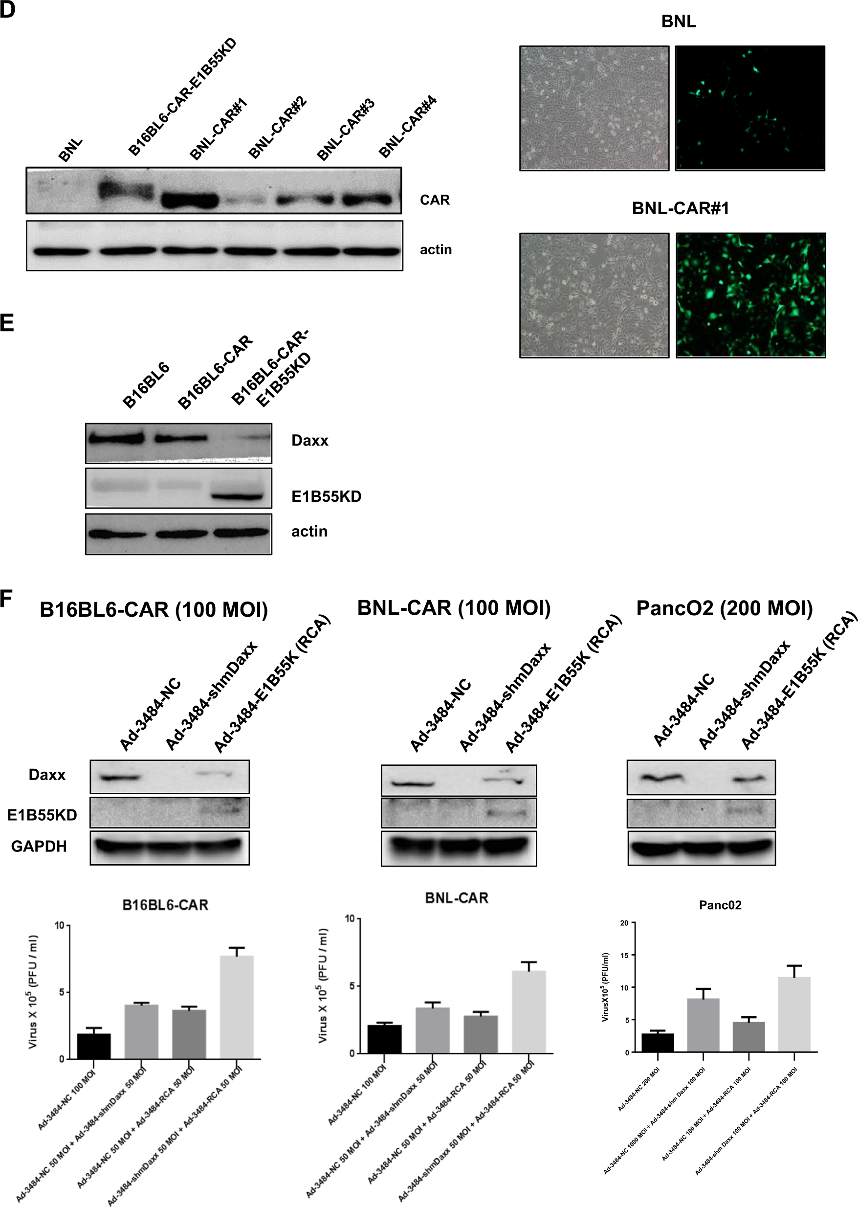 Fig. 1: Enhanced adenoviral replication by silencing Daxx in mice.