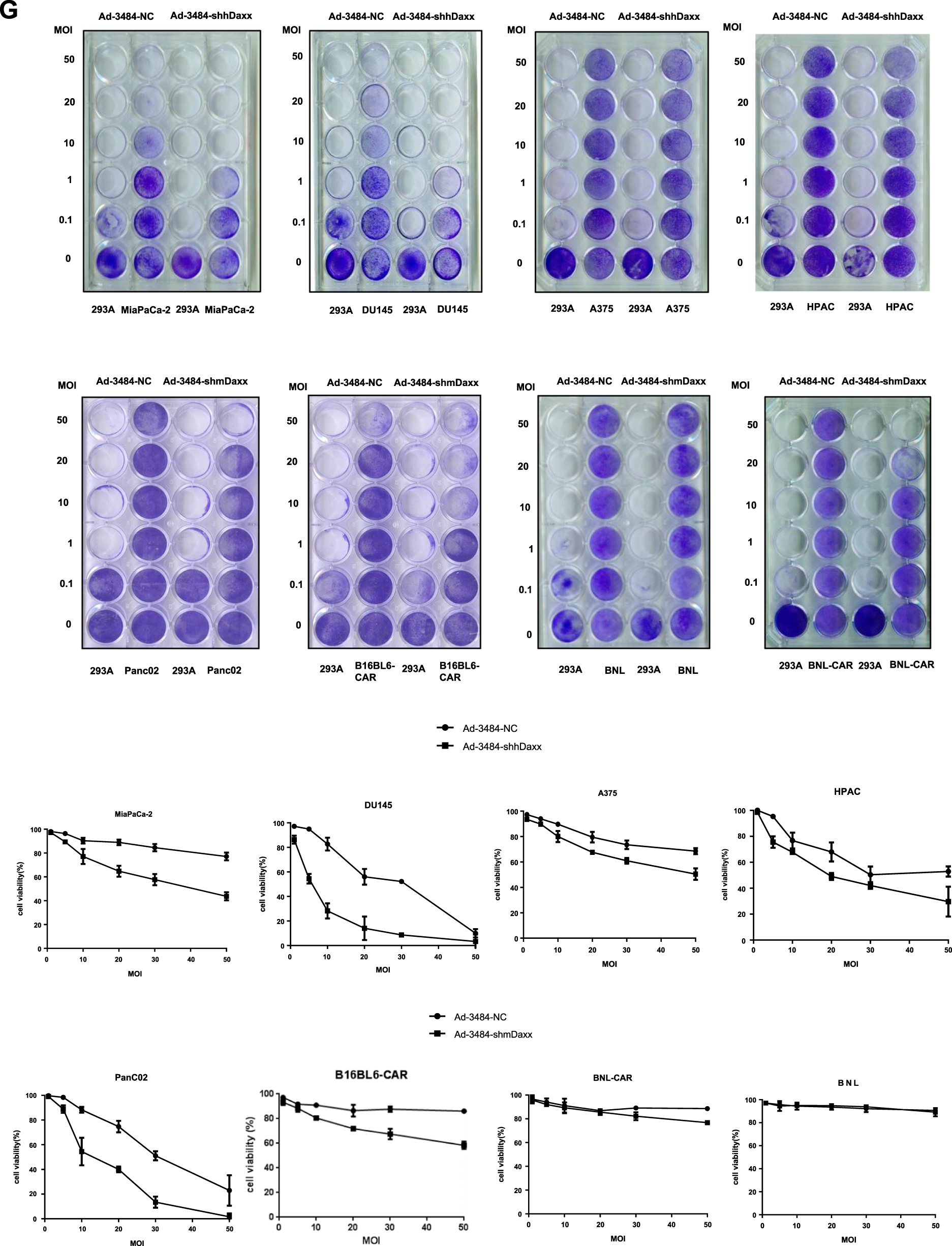 Fig. 1: Enhanced adenoviral replication by silencing Daxx in mice.