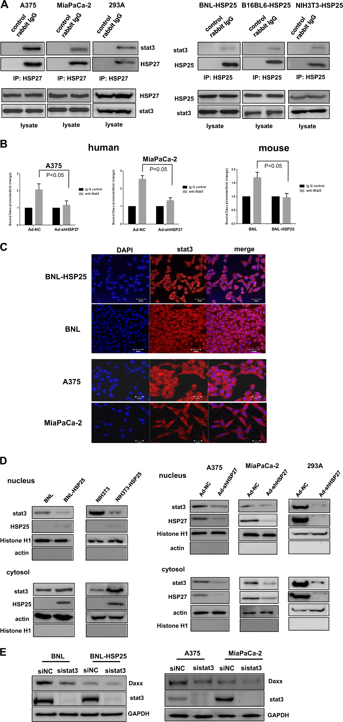 Fig. 5: Stat3 binding to HSP27 or HSP25 positively regulates Daxx expression.