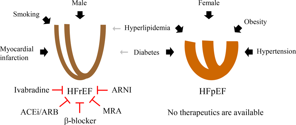 Heart Failure With Preserved Ejection Fraction Present Status And Future Directions Experimental Molecular Medicine Heart Failure With Preserved Ejection Fraction Present Status And Future Directions Experimental Molecular Medicine